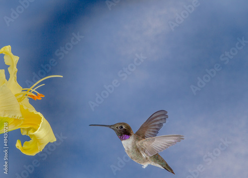 Hummingbird in Flight