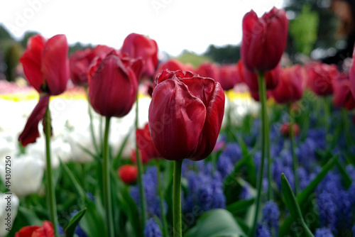 Campi di fiori 