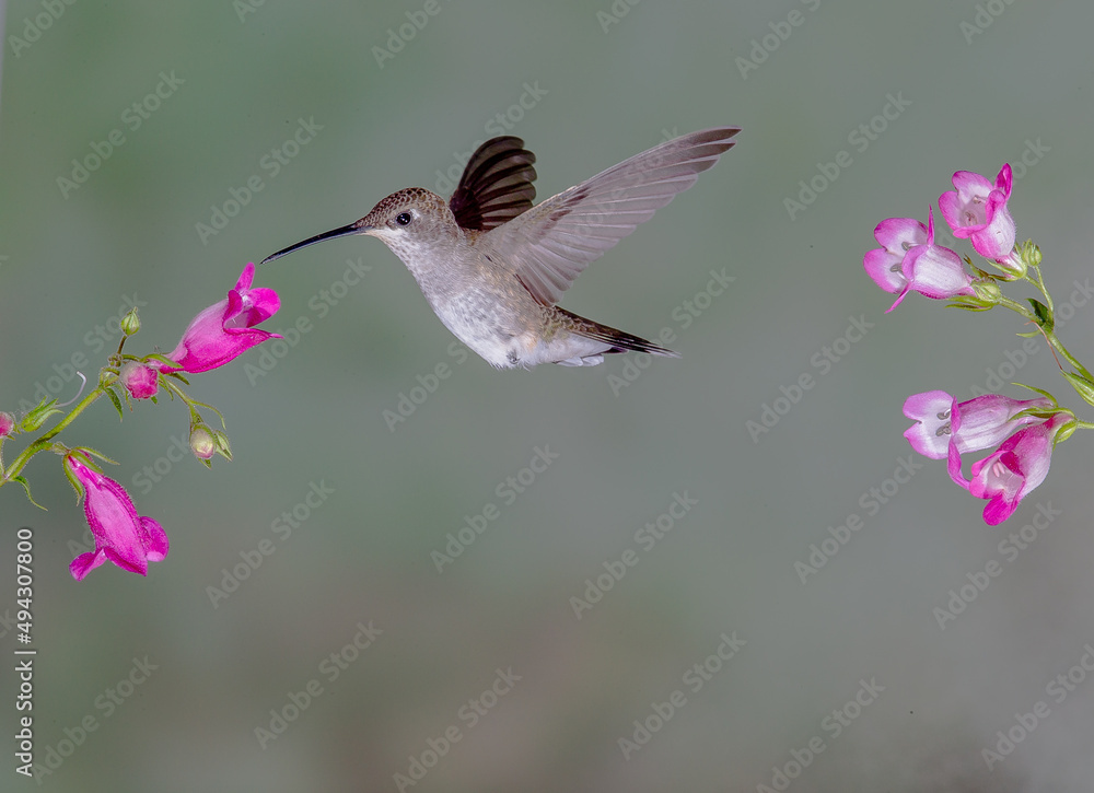 Fototapeta premium Hummingbird in Flight