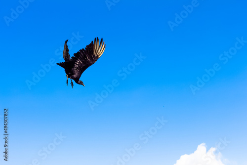 Wallpaper Mural Vulture flying, Guatape, Colombia. Torontodigital.ca