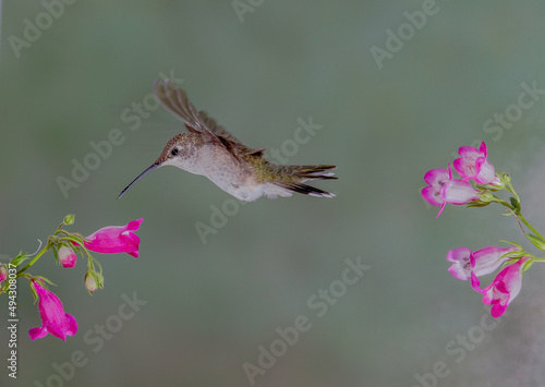 Hummingbird in Flight