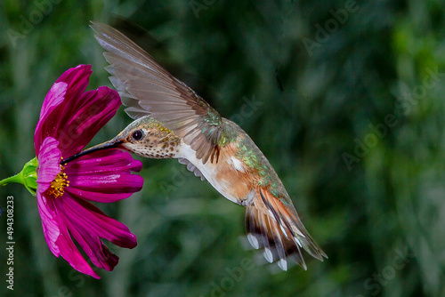 Hummingbird in Flight