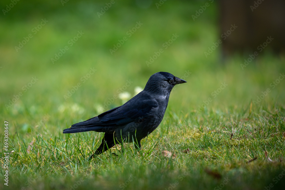 Jackdaw,corvus monedula, perched on a gravestone Jackdaw,corvus monedula, perched on a gravestone