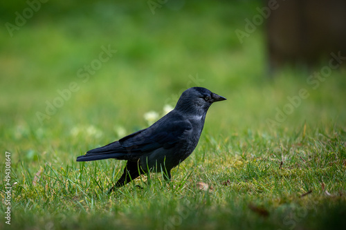 Jackdaw,corvus monedula, perched on a gravestone