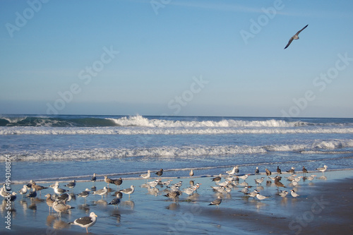 A flock of seabirds enjoying a beautiful day at Jalama Beach, in Lompoc, Santa Barbara County, California. © Scenic Corner