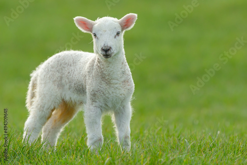 Fototapeta Lambing time in the Yorkshire Dales
