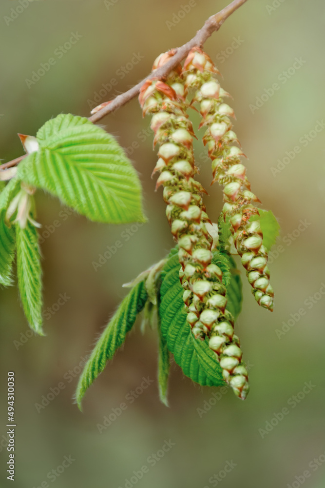 Green young buds and sprouts of leaves bloom on trees in the spring. Blurred background on a sunny day. Close-up and Soft focus.