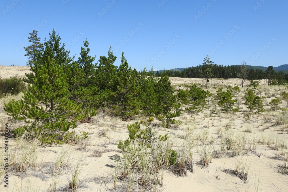 The natural beauty of the Oregon Dunes National Recreation Area in the Siuslaw National Forest. 