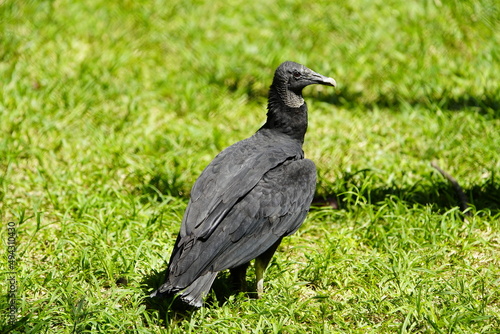 Black Vulture  Coragyps atratus  Cathartidae family. Amazon   Brazil 