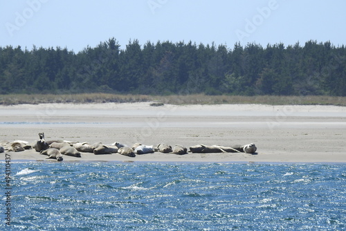 Pacific harbor seals relaxing on a sandbar in Netarts Bay, Tillamook County, Oregon. photo