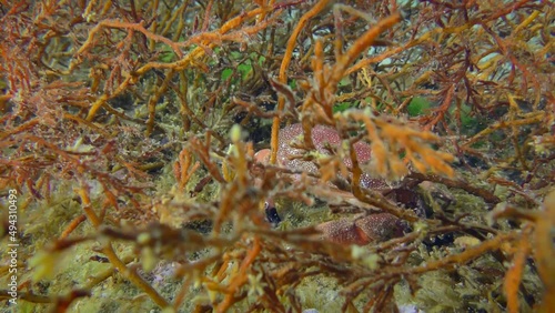 Lessepsian Mediterranean Crab or rosy egg crab sits on the seabed among swaying brown algae Cystoseira, then leaves frame. Mediterranean. photo