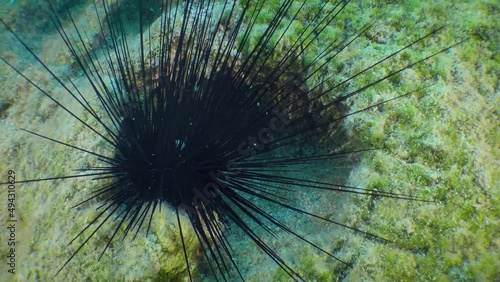 Black longspine urchin or Long-spined sea urchin (Diadema setosum) wiggles its needles warningly in a stone shelter. photo