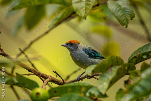 Scrub tanagerA beautiful photo of a small gray tropical bird with blue wings and an orange cap, sitting on a branch, surrounded by leaves, on a yellow background