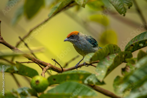 A beautiful photo of a small exotic bird with a bright orange cap and blue wings, sitting on a tree branch, against the background of leaves © Evgenia