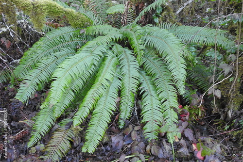 Western Sword Fern, Polystichum munitum, growing wild in the Pacific Northwest, Oregon. photo