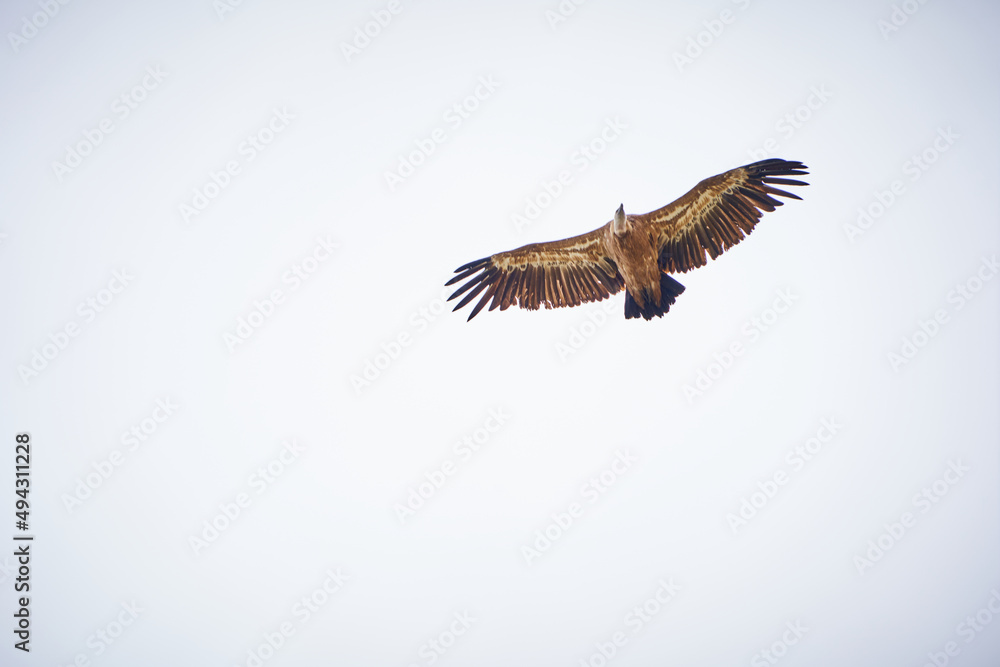 Obraz premium VULTURES WILD FLY IN THE SKY