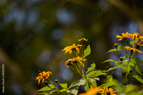 Beautiful photo of orange flowers in sunlight in the garden