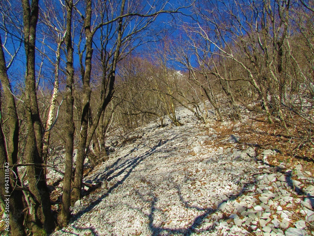 Forest growing next to a scree in Slovenia lit by sunlight