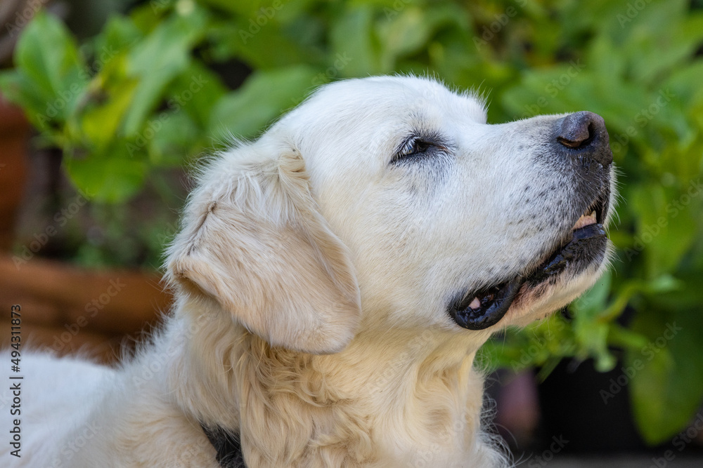 Close up of pet Golden Retriever sniffing the air Close up of pet Golden Retriever sniffing the air