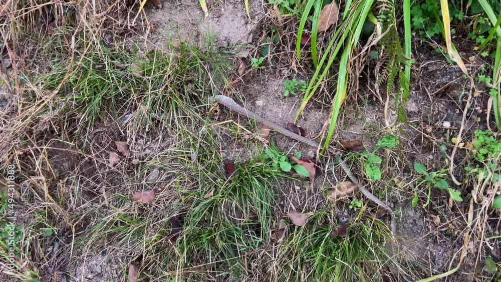 DOLLY SHOT - The remnants of snakeskin molting in the fields, Portugal. DOLLY SHOT - The remnants of snakeskin molting in the fields, Portugal.