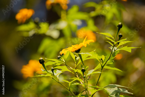 Beautiful photo of orange flowers in sunlight in the garden