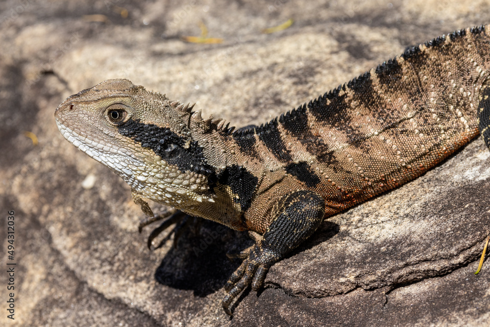Close up of Australian Eastern Water Dragon Close up of Australian Eastern Water Dragon