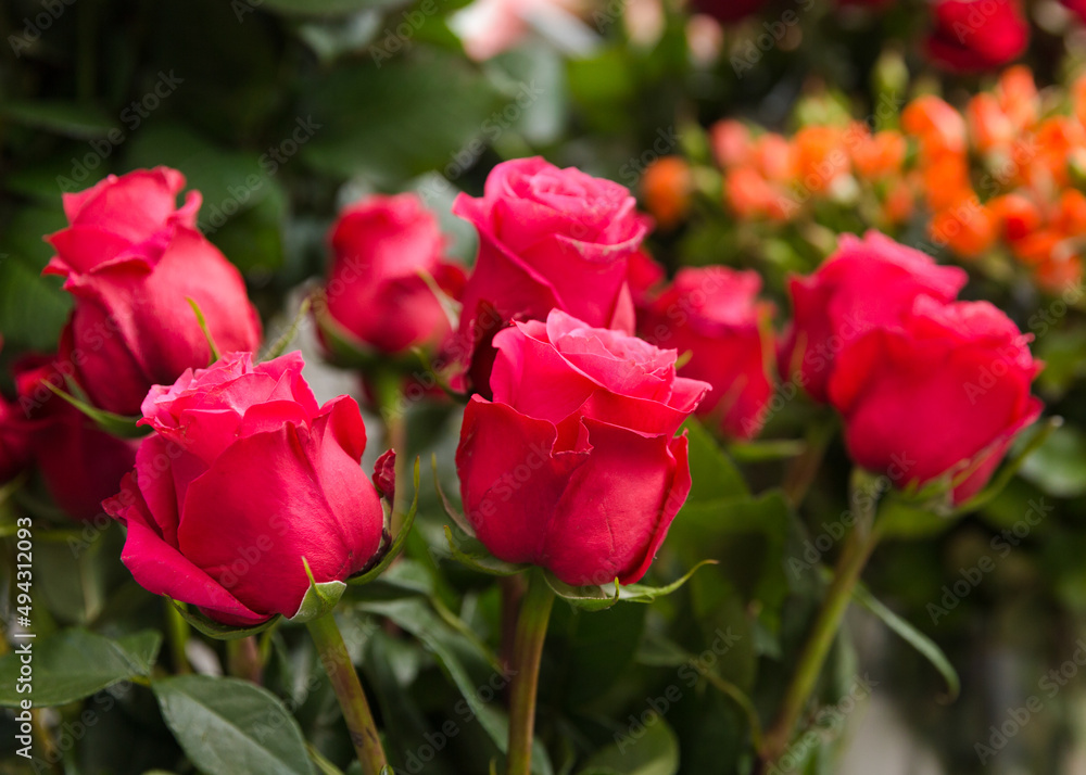 A beautiful bright bouquet of blooming fresh roses for a gift collected by an experienced florist A beautiful bright bouquet of blooming fresh roses for a gift collected by an experienced florist