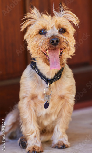 Guess who gets called a good boy everyday Me. Full length shot of a Yorkshire Terrier sitting indoors during the day. © Kirsten D/peopleimages.com