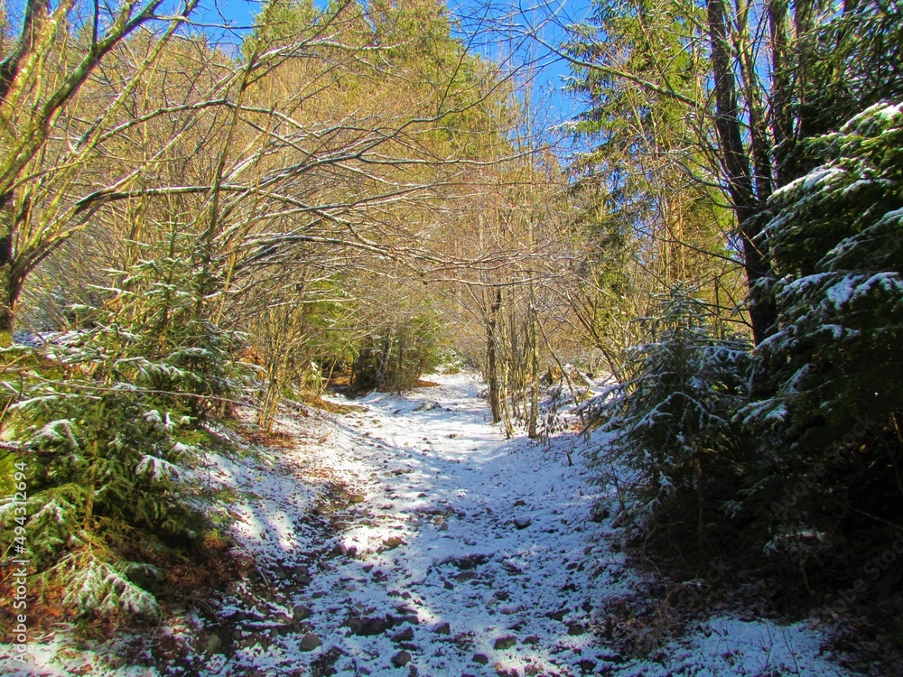 Snow covered path leading through a broadleaf winter forest in Slovenia Snow covered path leading through a broadleaf winter forest in Slovenia