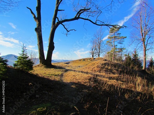 Meadow covered in dry grass in winter lit by sunshine and wooden bench at the back and an oak tree spreading its branch above at Osolnik in Slovenia photo