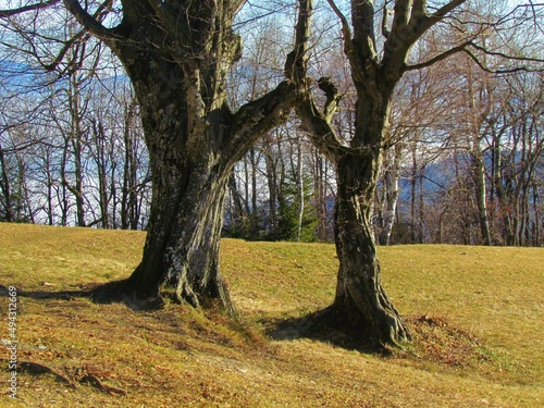 Pair of hornbeam trees (Carpinus betulus) at the top of Osolnik in Slovenia forming an arch with their branches