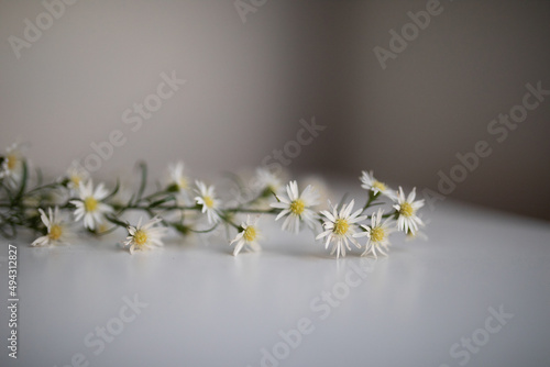 Beautiful photo of small daisies, white flowers with a yellow core, on a white table and against a white wall, decoration for wedding
