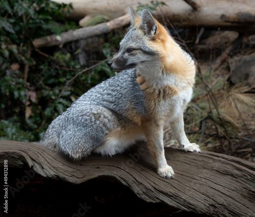 A juvenal red fox near Bend Oregon photo