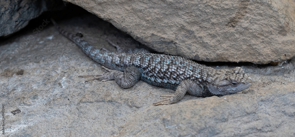 Obraz premium A western fence lizzard in Central Oregon