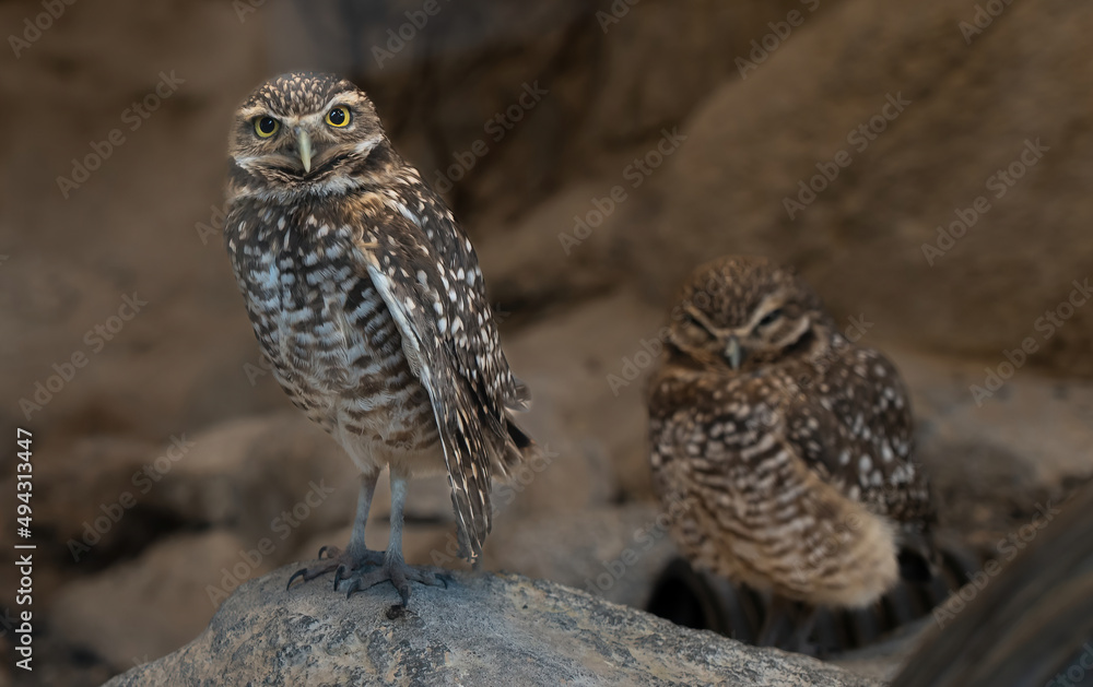 A burrowing owl. It is a small, long-legged owl found throughout open landscapes of North and South America. A burrowing owl. It is a small, long-legged owl found throughout open landscapes of North and South America.