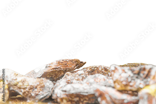 Isolated oysters side view in ocean or aquarium or farm
