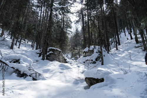forest in winter, Piatra Mare Mountains, Romania 