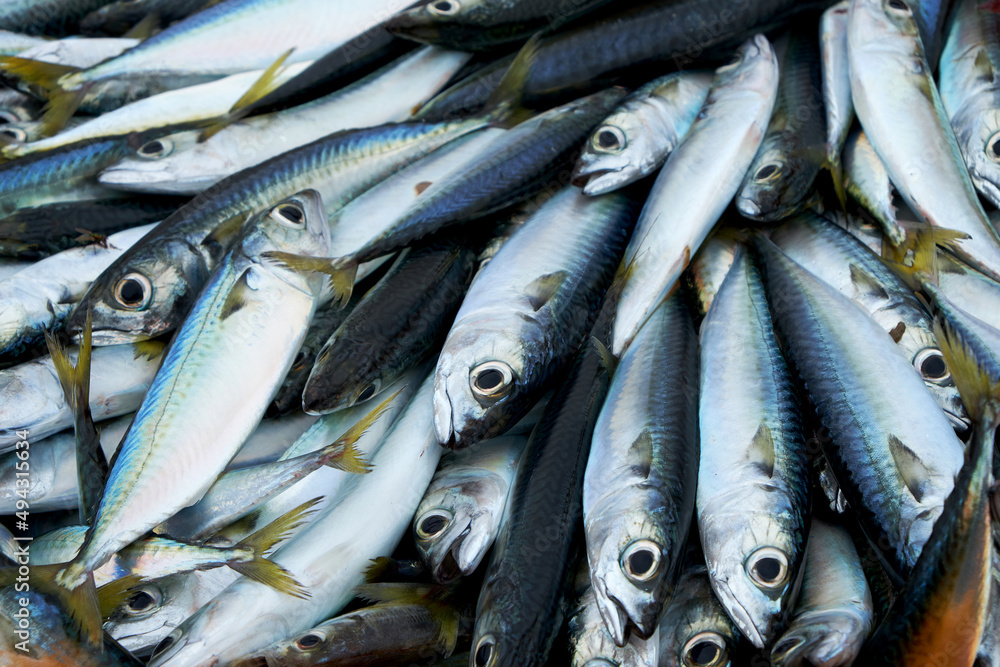 Fototapeta premium Many mackerel on a fishing boat. 