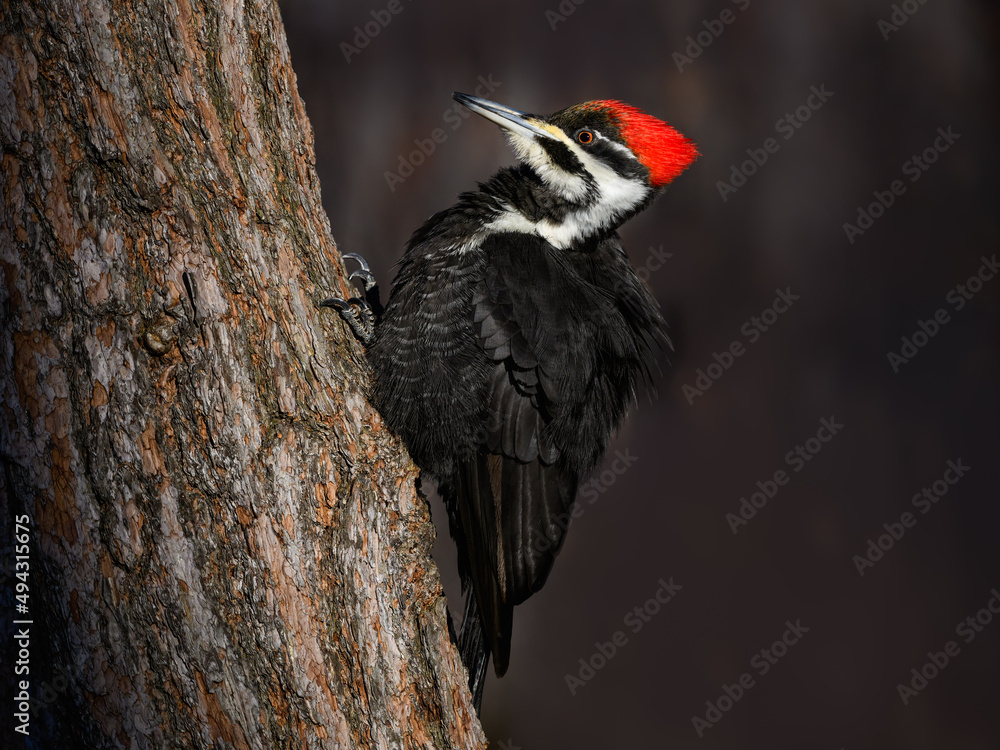 Female Pileated Woodpecker on Tree Trunk in Winter, Closeup Portrait