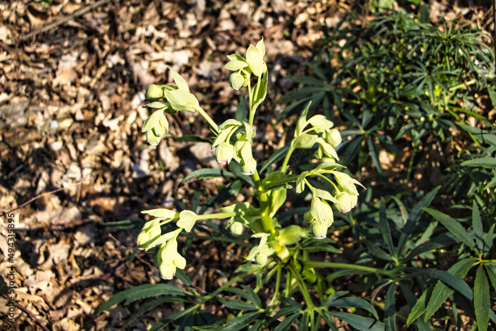 Stinkende Nieswurz grüne Blume mit leicht roten Blättern Stinkende Nieswurz grüne Blume mit leicht roten Blättern