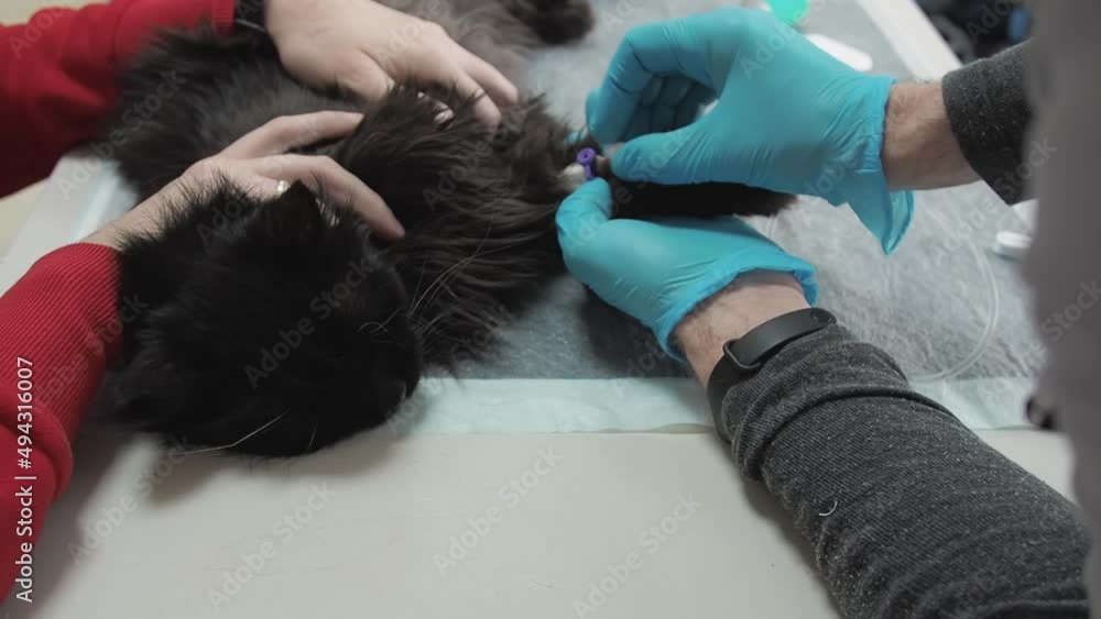 Removing the catheter and dropper after medical procedure. Black cat in