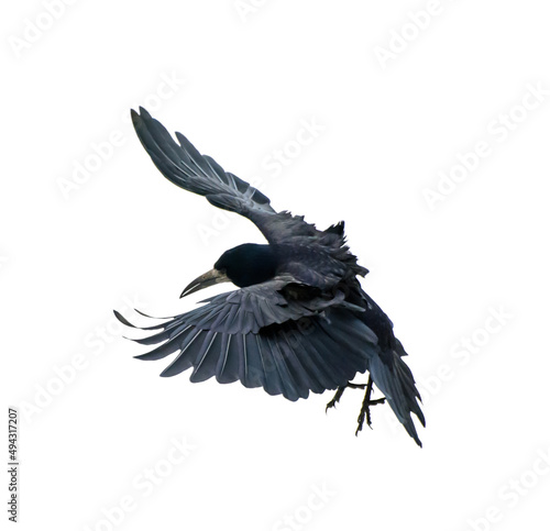 Photo of black crow isolated on white background