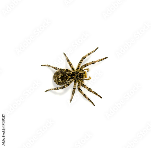 Photo of Lycosa singoriensis, black hair tarantula isolated on white background