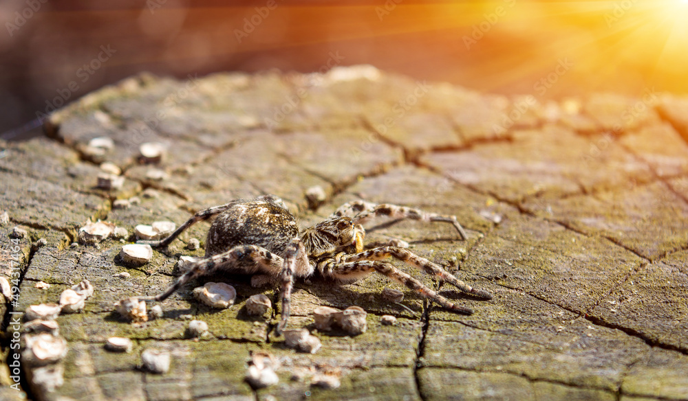 Fototapeta premium Photo of Lycosa singoriensis, black hair tarantula on the tree stump with sun