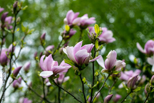 Magnolia purple pink flowers in early spring