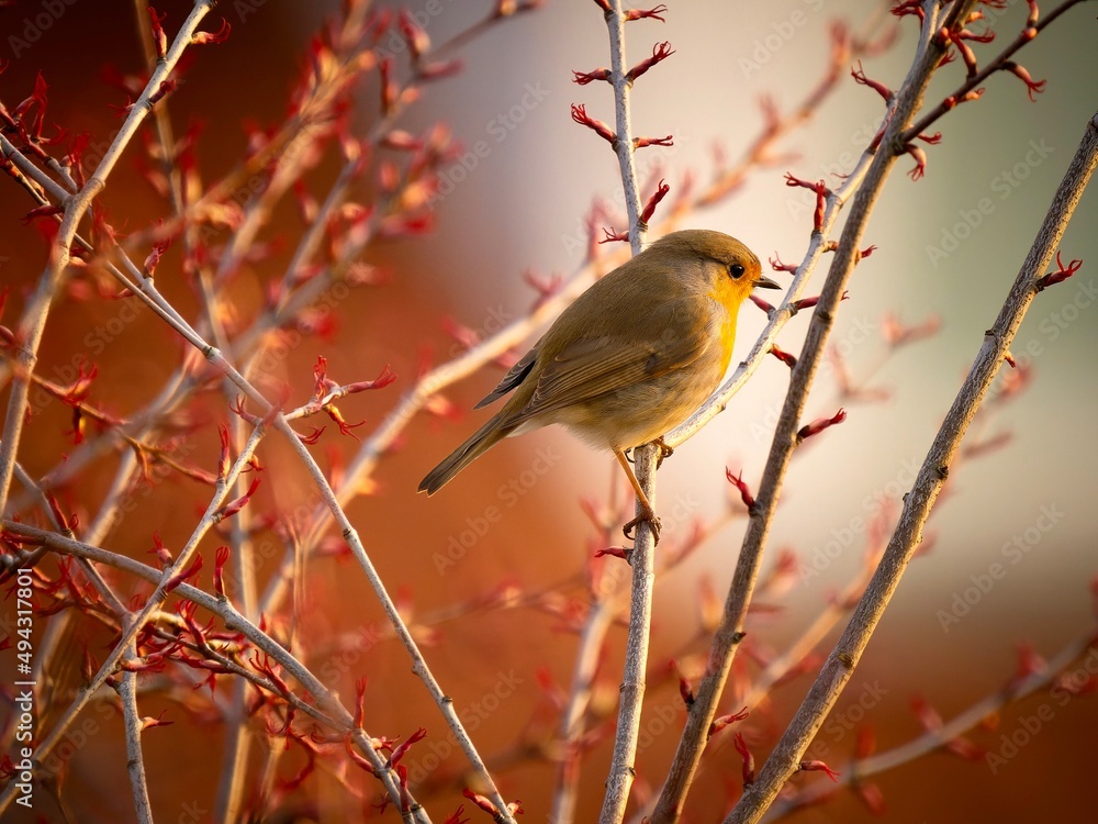 Obraz premium robin on branch