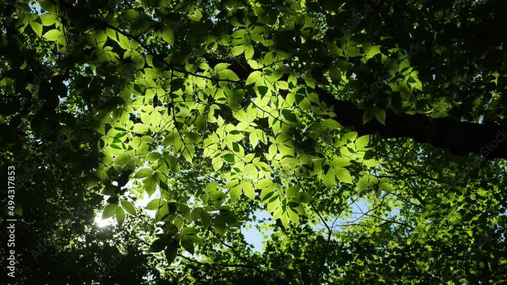 Beautiful beech tree with leaves backlit by the sun. Summer in Ontario, Canada. Beautiful beech tree with leaves backlit by the sun. Summer in Ontario, Canada.