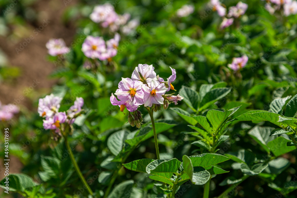 Close up pink flower of potato crop Close up pink flower of potato crop