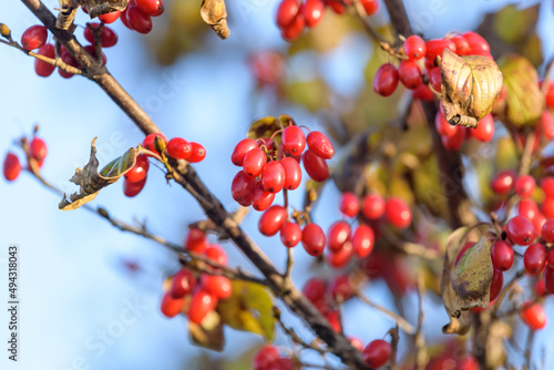 Red fruits of cornus officinalis, Beginning ripe Japanese cornelian cherry, on the tree