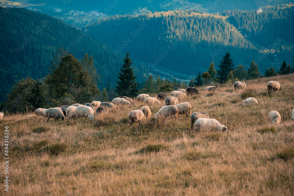 A herd of sheep in the mountains. Beautiful mountain landscape view. Shepherds Home in the Mountains. Mountain range at sunset. Panorama of landscape A herd of sheep in the mountains. Beautiful mountain landscape view. Shepherds Home in the Mountains. Mountain range at sunset. Panorama of landscape